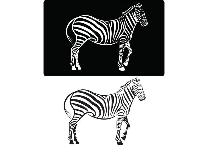 700x490 Zebra Vector Image