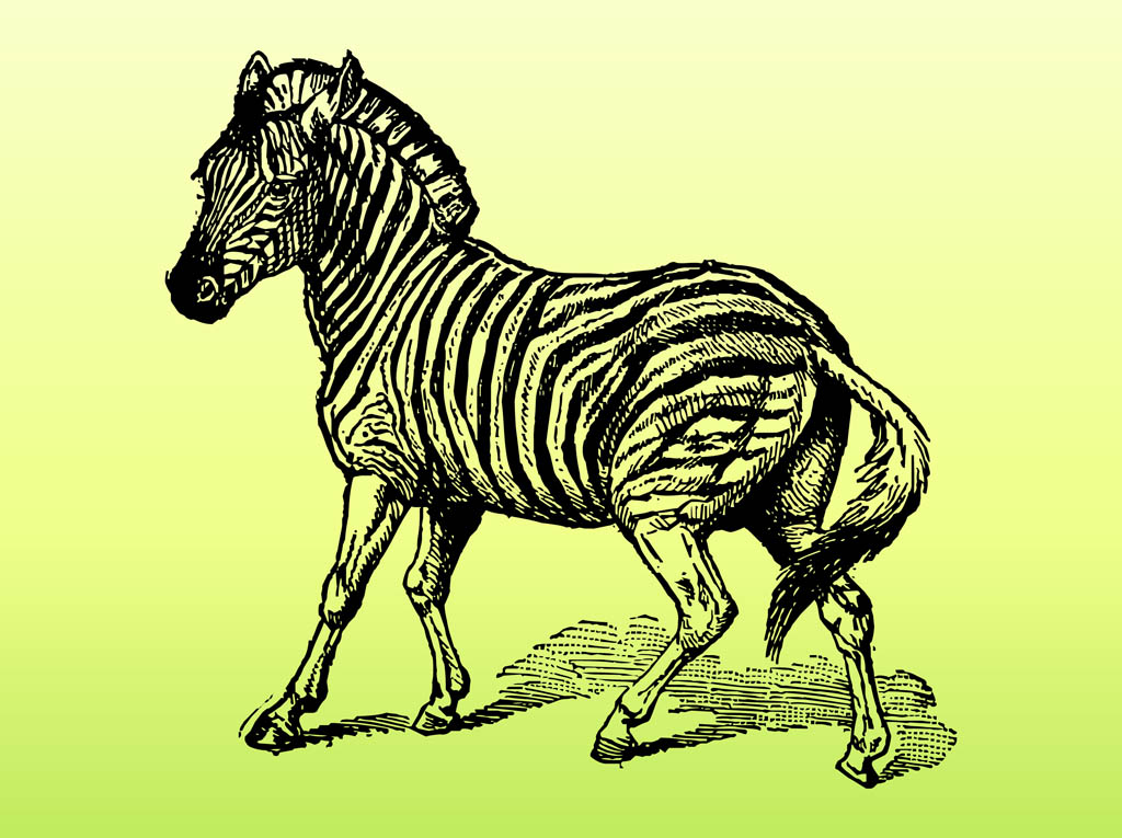 1024x765 Zebra Vector Vector Art Amp Graphics