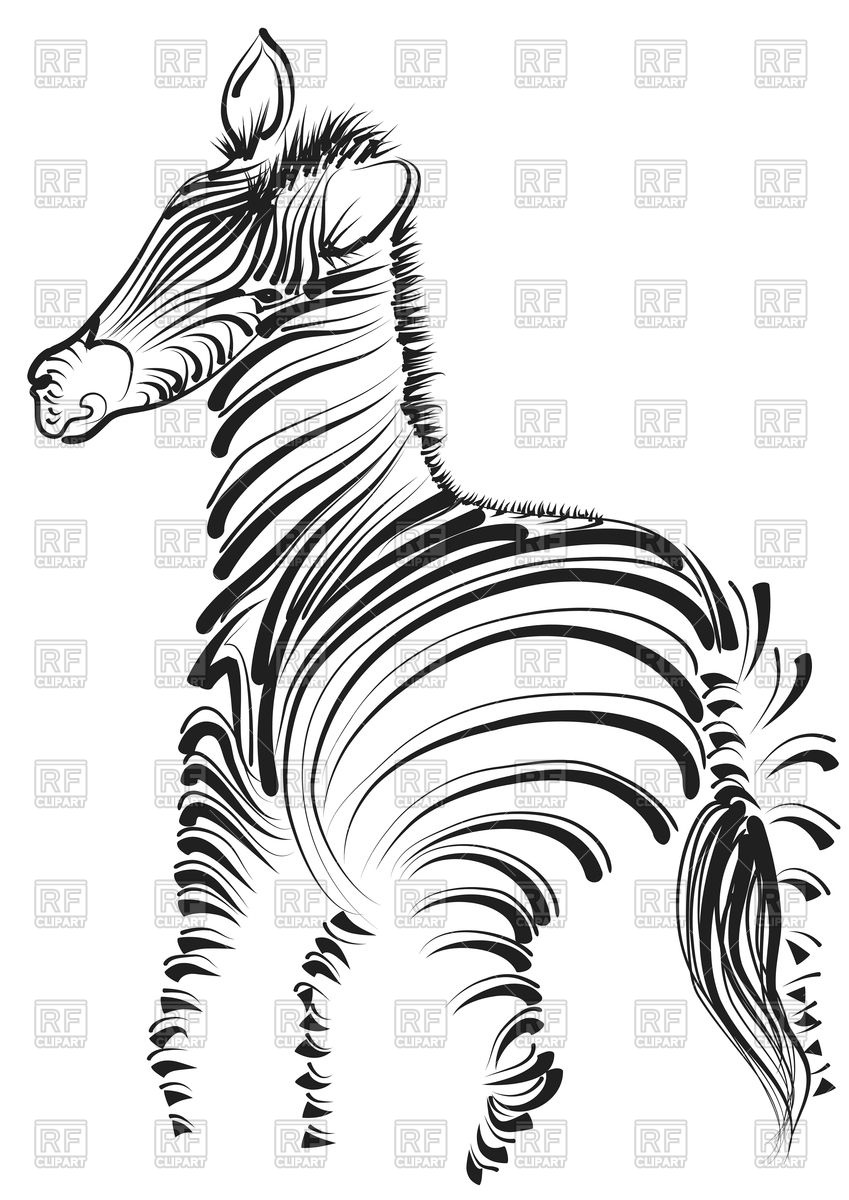 849x1200 Zebra On White Background