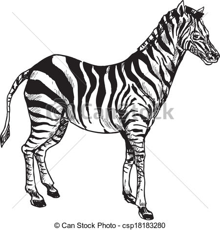 450x469 Hand Drawn Zebra Illustration.