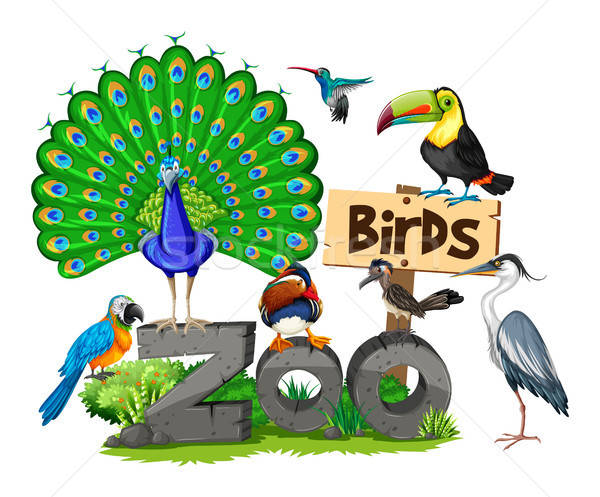 600x497 Different Kinds Of Birds In The Zoo Vector Illustration Daniel