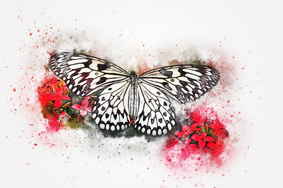960x640 Free Photo Butterfly Abstract Art Watercolor Animal Insect