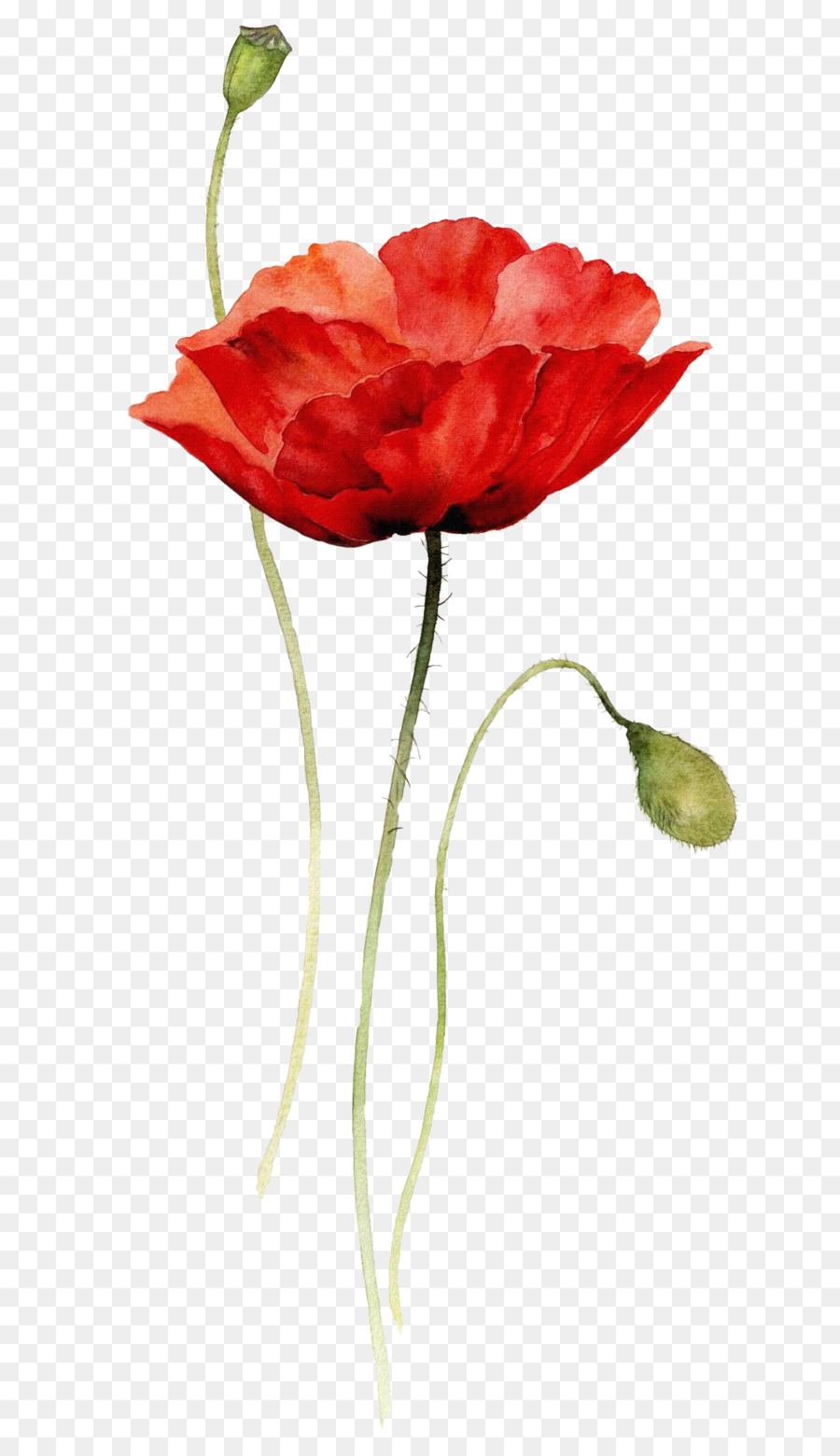 900x1560 Poppies Watercolor Painting Paper Drawing