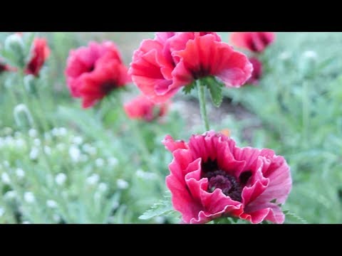 480x360 Watercolor Flower Painting Tutorial Abstract Oriental Poppies