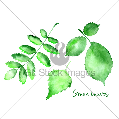 500x500 Set Of Green Vector Abstract Watercolor Leaves Gl Stock Images