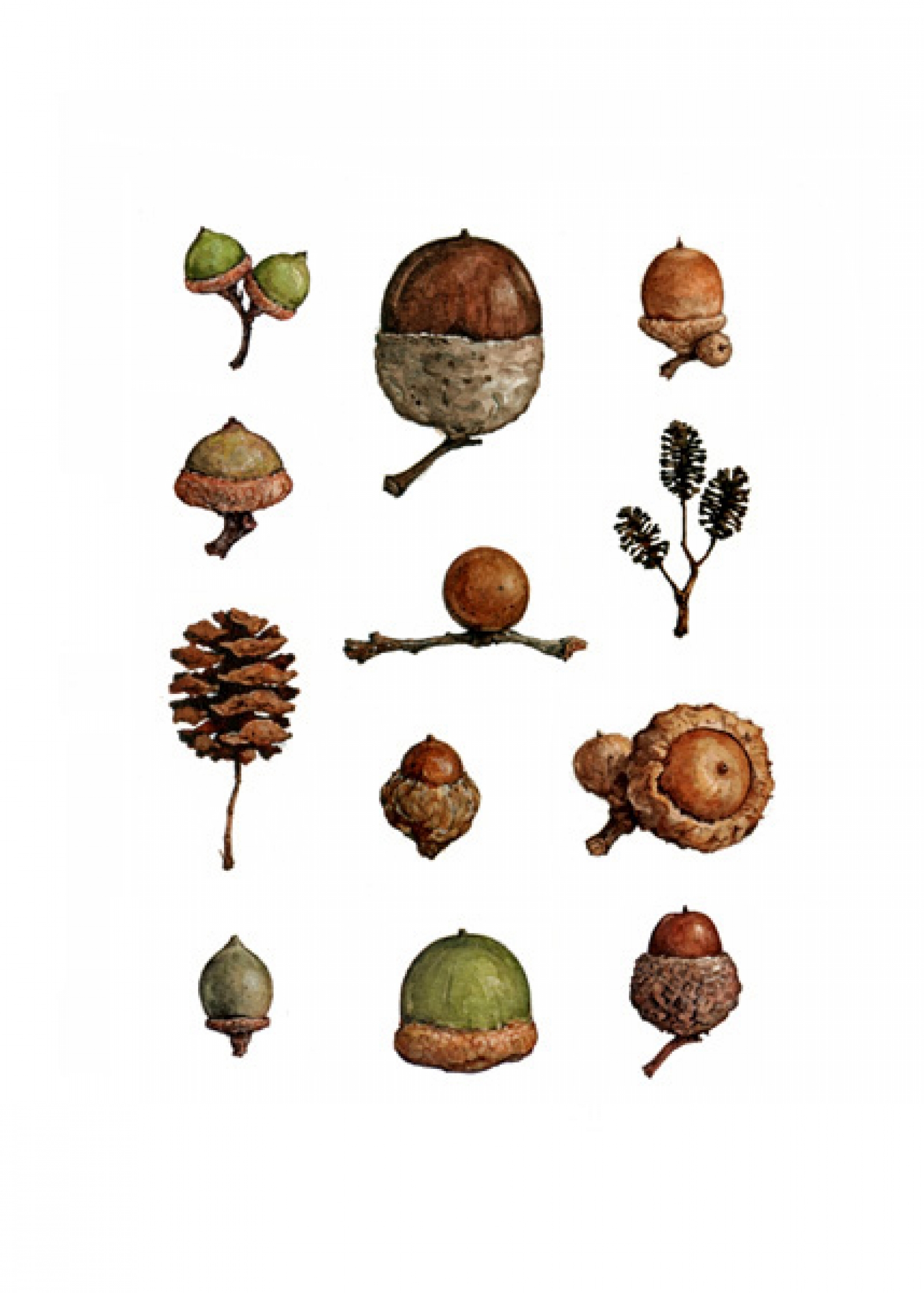 1600x2238 Acorn Watercolor Note Card Set
