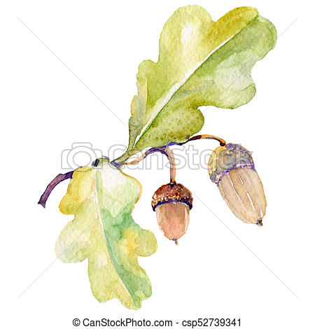 450x470 Forest Acorn In A Hand Drawn Watercolor Style Isolated.... Stock