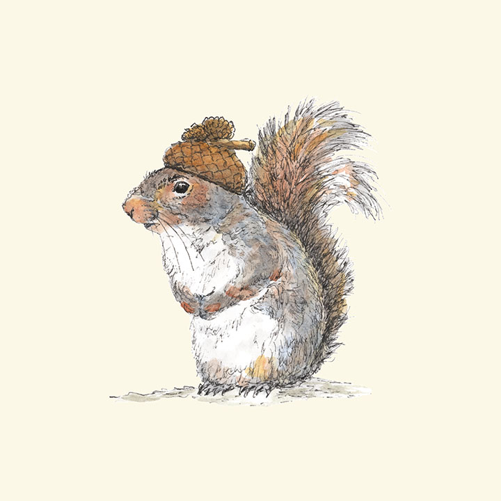 720x720 Squirrel With An Acorn Hat The Pawses