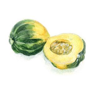 300x300 Watercolor Acorn Squash, Acorn Squash Print, Squash Print