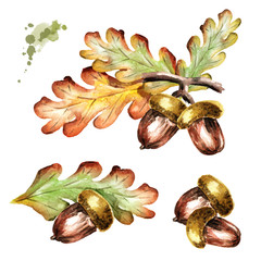 240x240 Acorn Watercolor Photos, Royalty Free Images, Graphics, Vectors