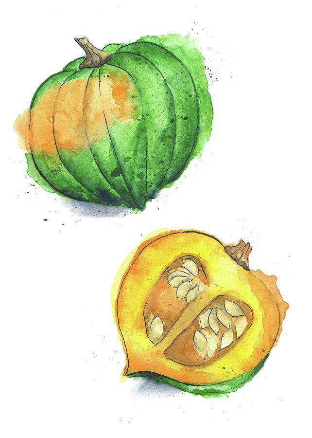 642x900 Acorn Squash Painted In Watercolor Painting By Andrea Hill
