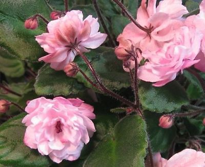 African Violet Pink Watercolor