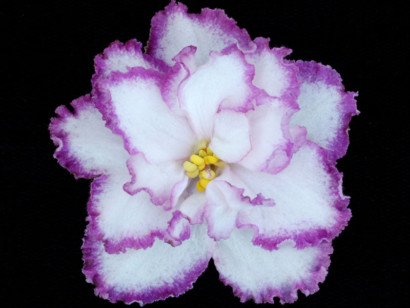 800x600 African Violets By Lyndon Lyon Greenhouses