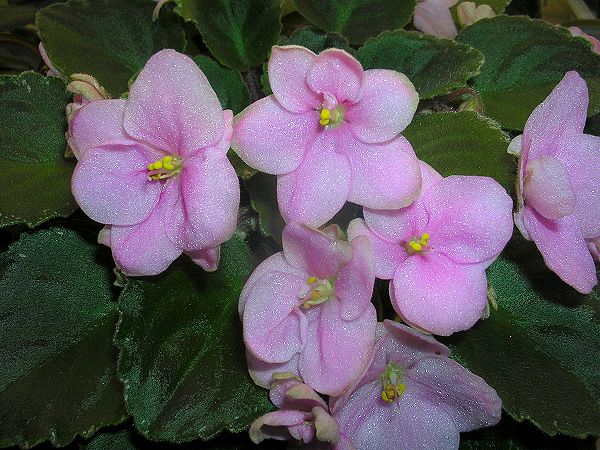 600x450 African Violets From Thefranklinhouse