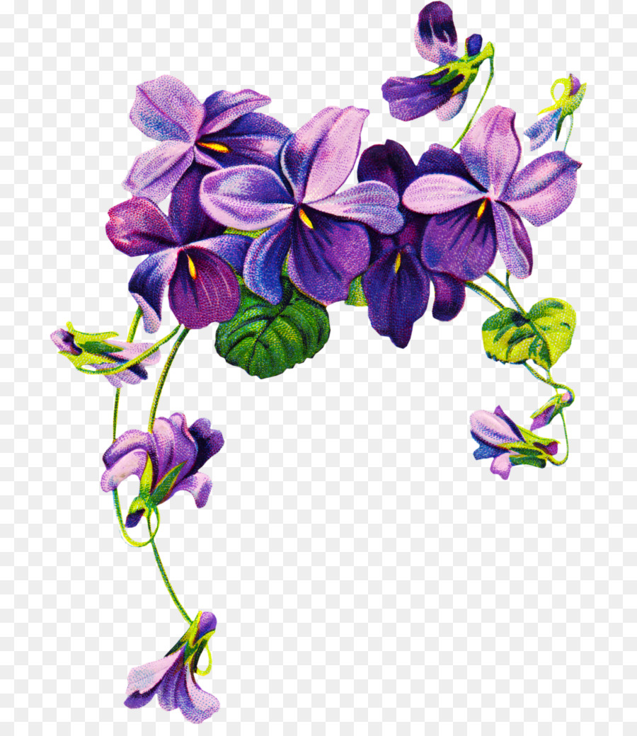 900x1040 African Violets Purple Flower Clip Art