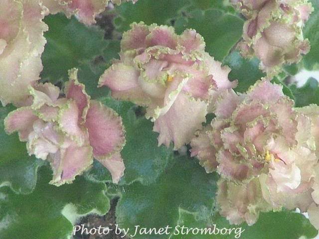 640x480 My African Violets