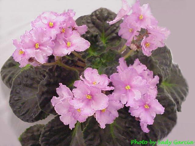 640x480 Page 3 African Violet Society Of America
