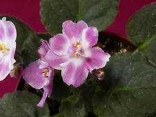 225x169 Partial Shade Medium Watering Houseplants For Sale Ebay