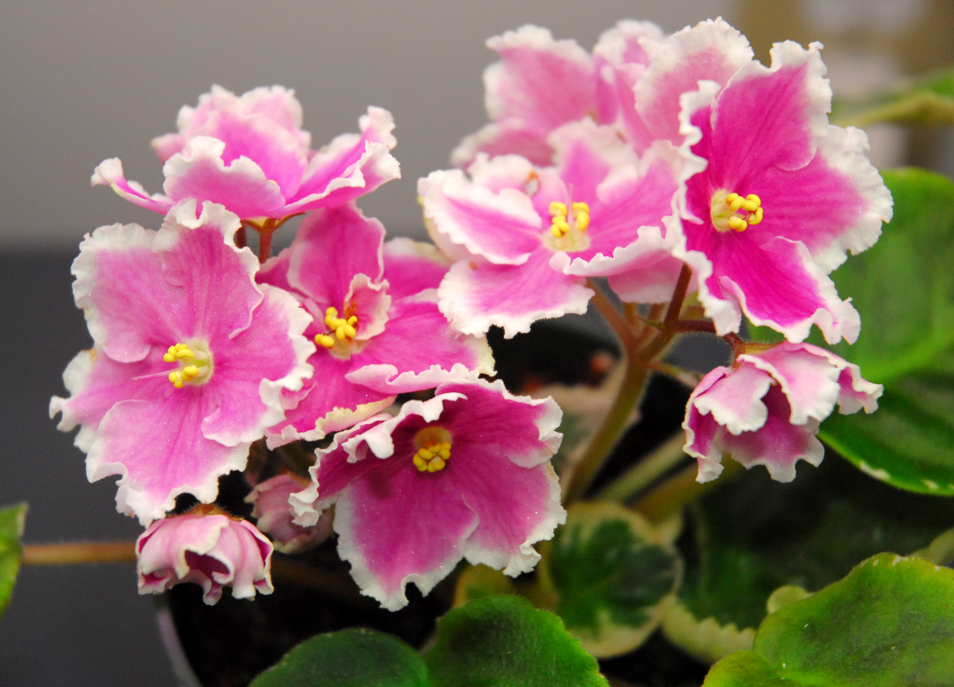 3284x2364 Pink Watercolor Rozovaya Akvarel. (K. Morev). Large, Semidouble