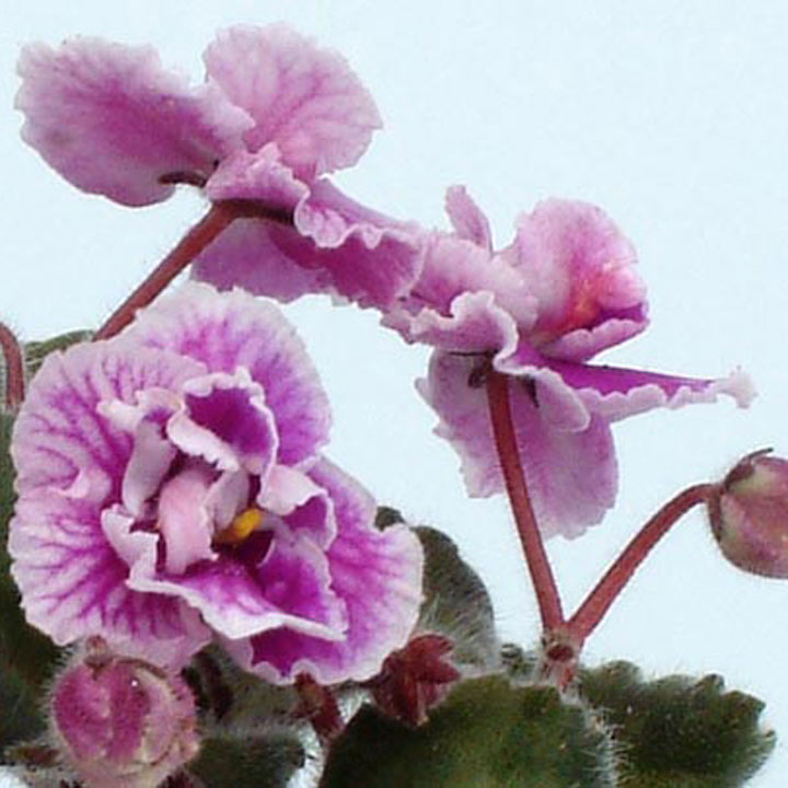 720x720 Saintpaulia (African Violet) Betty Stoehr Buy