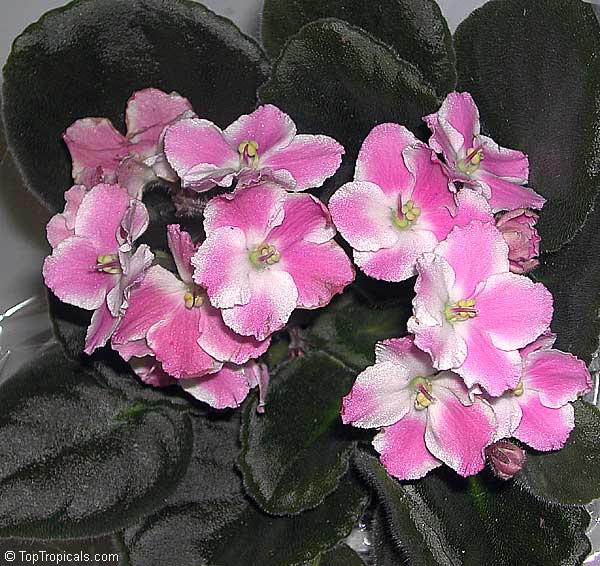 600x566 Saintpaulia Ionantha, African Violet