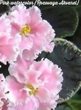 167x225 Small (Desk) Peat Full Shade Houseplants For Sale Ebay