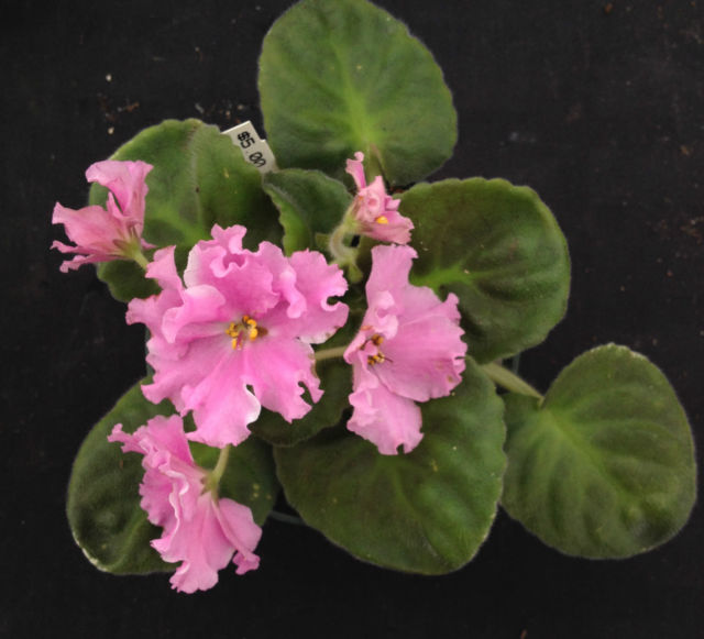 640x581 African Violet List Collection On Ebay!