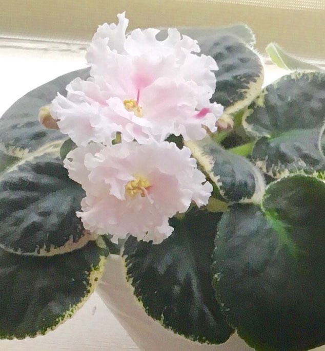 634x683 African Violet