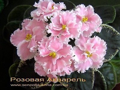 400x300 African Violet Pink Watercolor Rozovaya Akvarel Russian