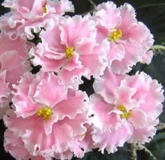 236x229 African Violet Pink Watercolor (Russian Rozovaya Akvarel