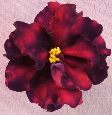 380x390 African Violet Plant Pink Watercolor (Russian