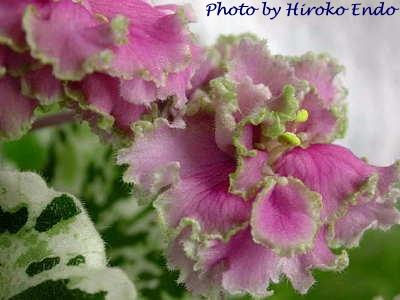 400x300 African Violet Society Of America