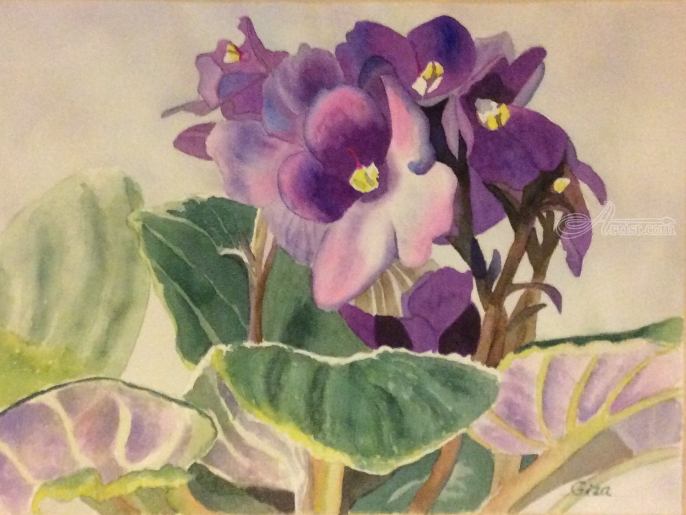 1000x752 African Violet Paintings By Christina Giza