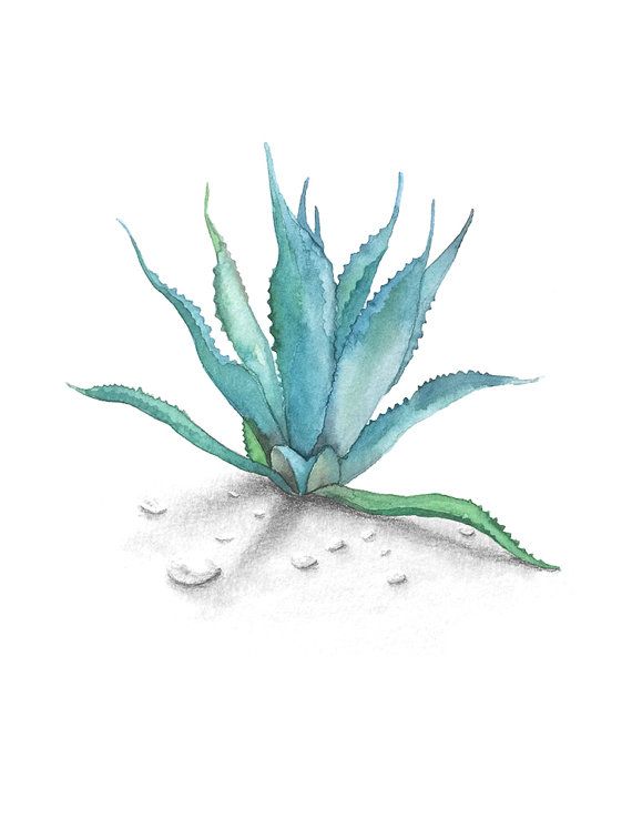 570x737 Agave Watercolor In 2018 My Home Design Agaves