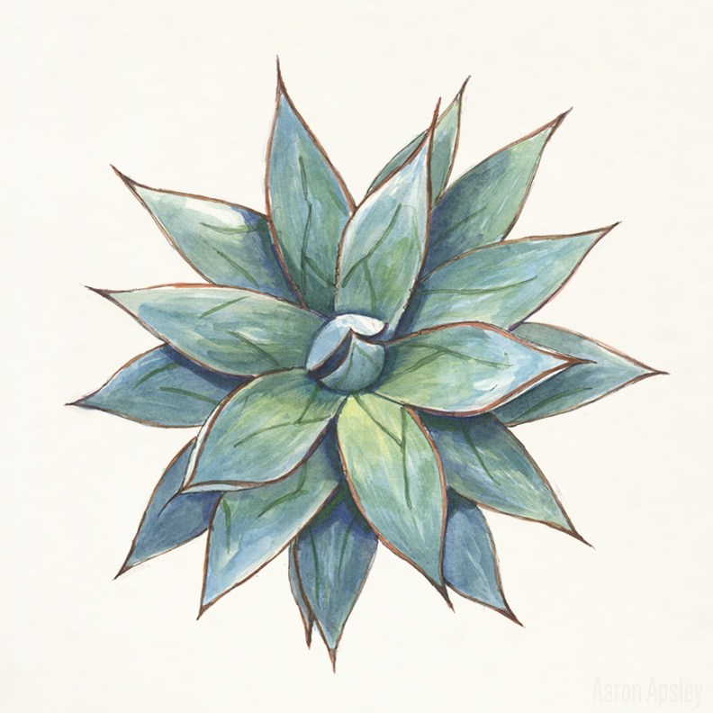 792x792 Agave In Watercolor On Behance