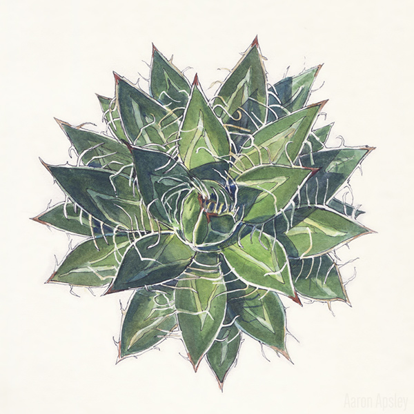 600x600 Agave In Watercolor On Scad Portfolios