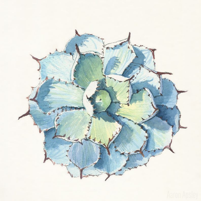 792x792 Agave Rosettes. Watercolor And Ink. Art