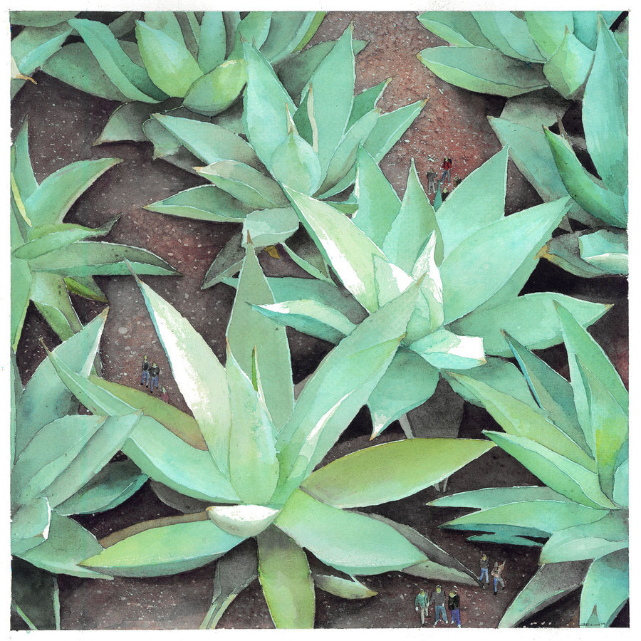 900x900 Agave Watercolor By Jopeli