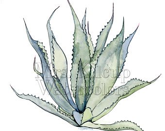 340x270 Agave Watercolour Etsy