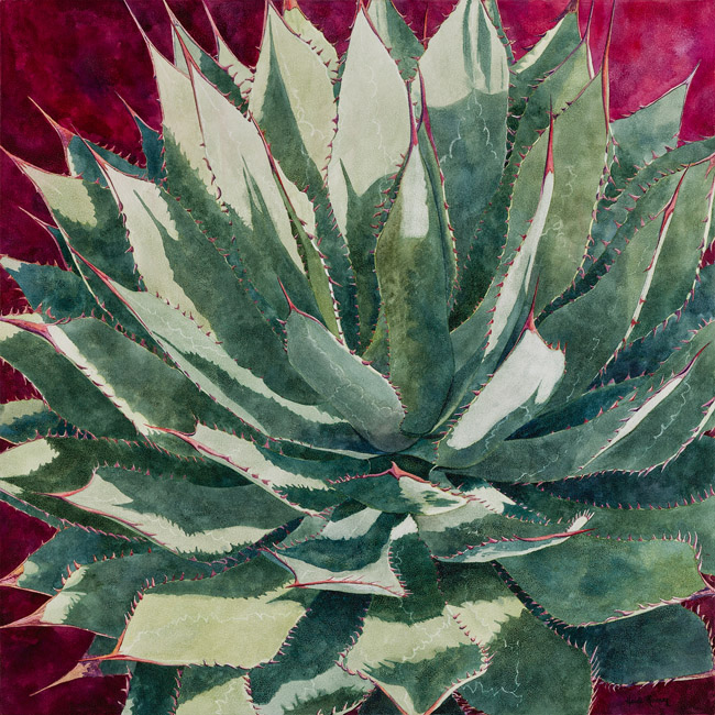650x650 Desert Lotus Agave Watercolor Painting Heidi Rosner