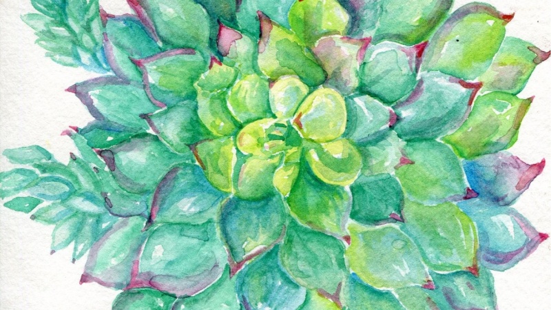 800x450 Sedum And Agave Watercolor Paintings Skillshare Projects