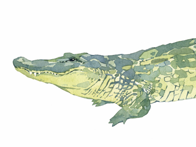 400x300 Alligator Watercolor By David Scheirer