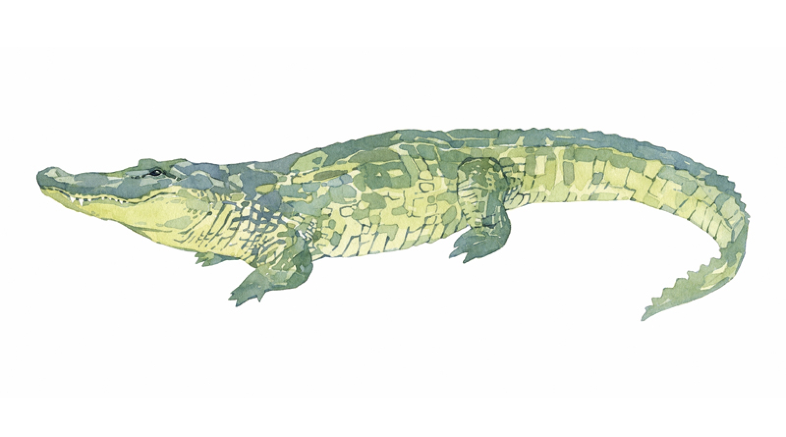 1600x890 Alligator Watercolor Painting Print David Scheirer Watercolors