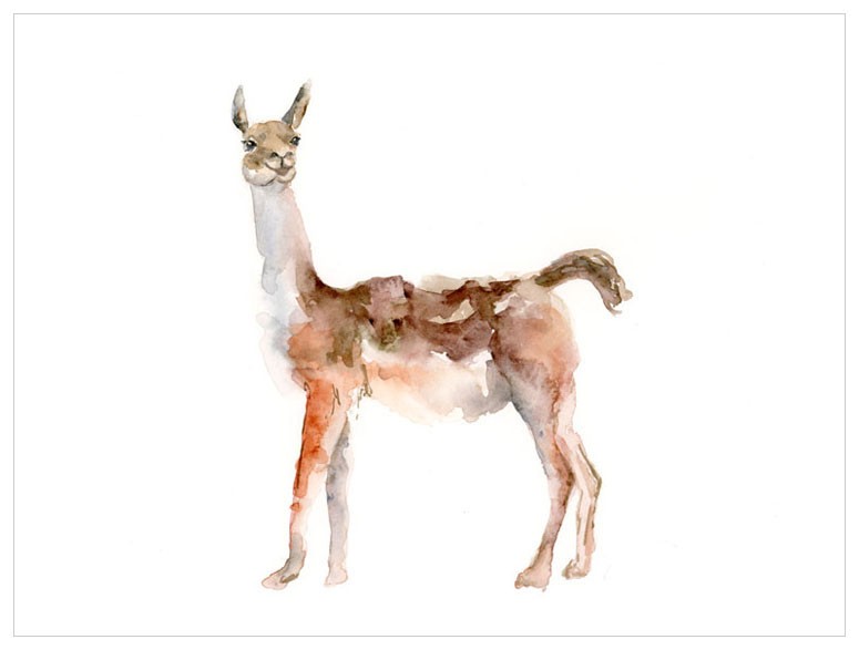 775x587 Watercolor Alpaca Shop Babybliss