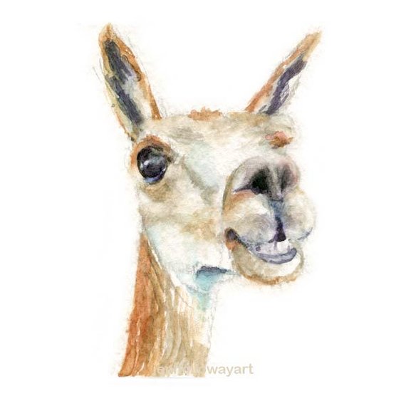570x570 Watercolor Alpaca Alpaca Print Alpaca Art Alpaca Painting Etsy