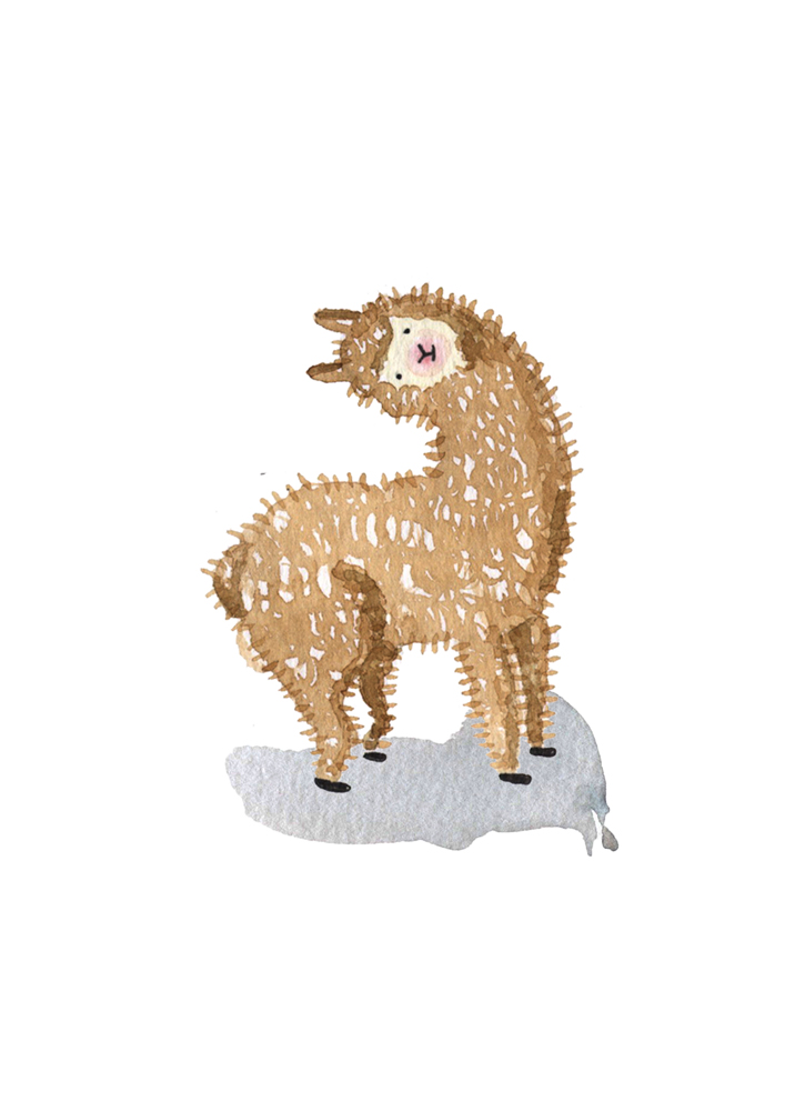 707x1000 Alpaca Marcelillapilla
