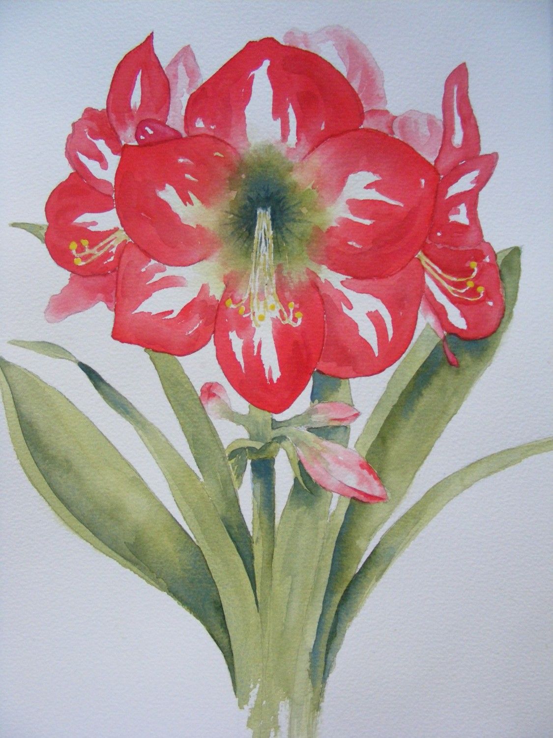 1125x1500 Christmas Amaryllis Reproduction Of Watercolor Painting Red