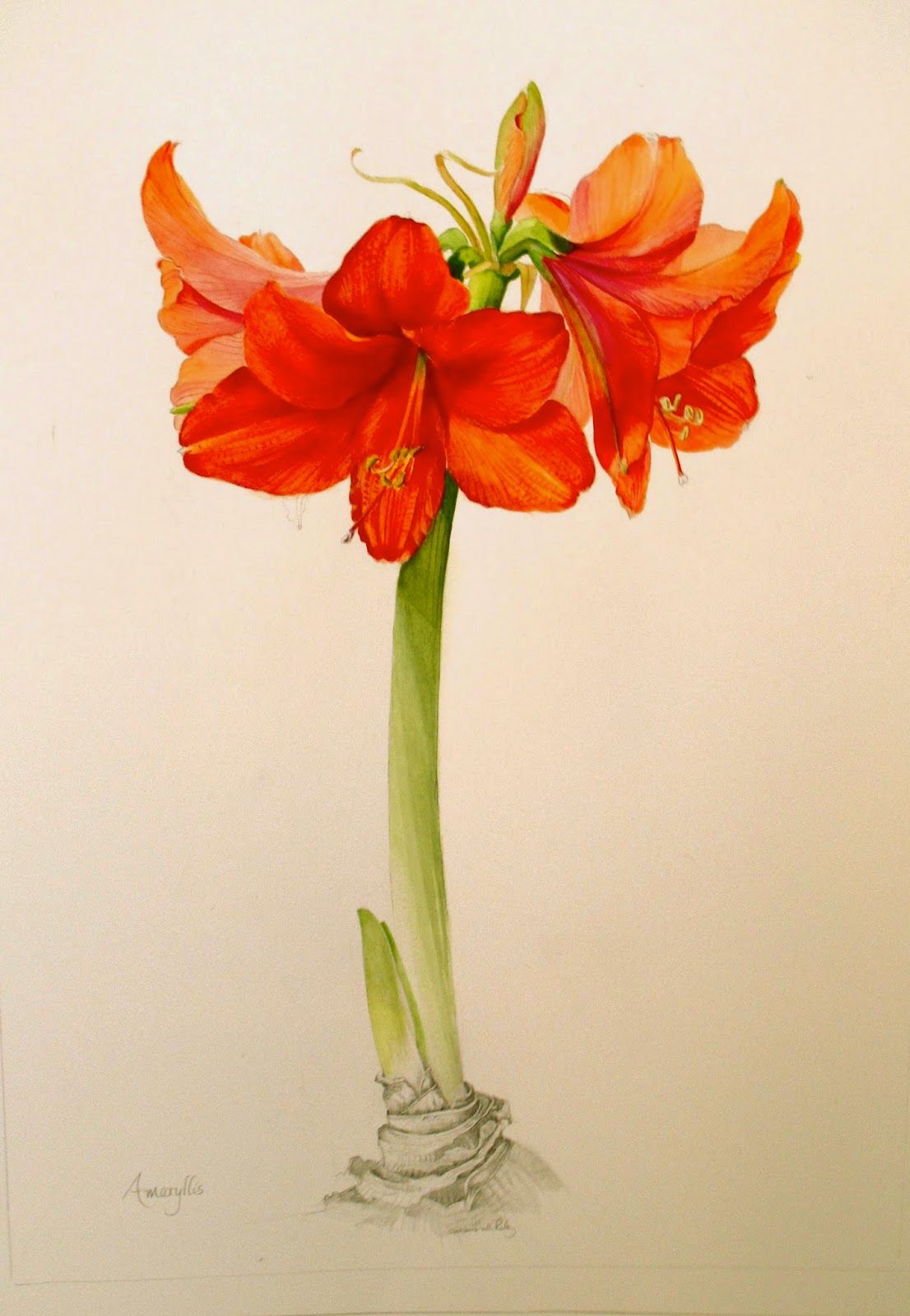 1106x1600 Image Result For Amaryllis Watercolor Tattoo Tattoo