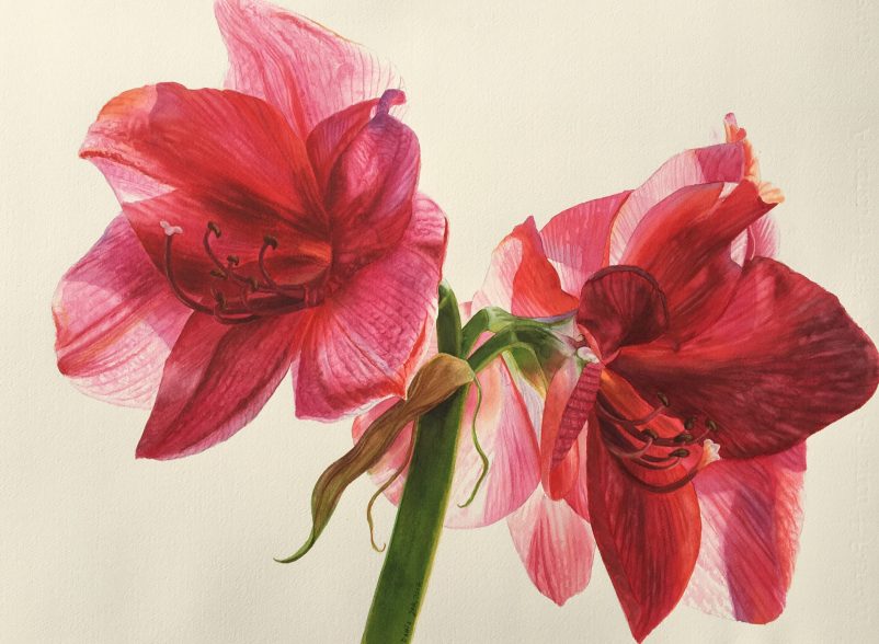 802x588 Red Amaryllis Flower Painting In Watercolor Watercolor Amp Oil