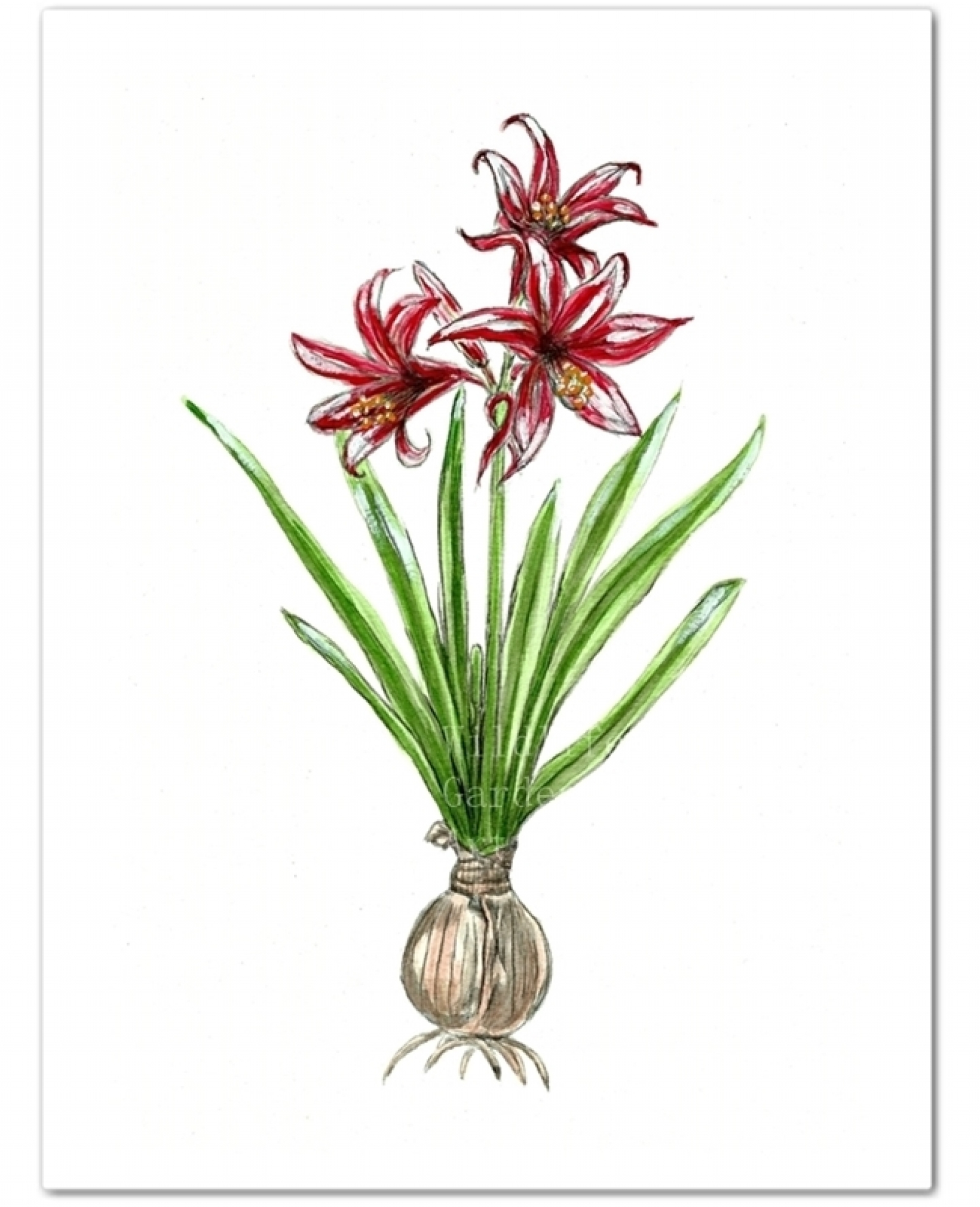 1600x1969 Watercolor Christmas Amaryllis Art Print Wildlife Gardener Art